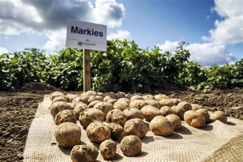 From Field To Fryer Potato Varieties For Crisping And Chipping Premium