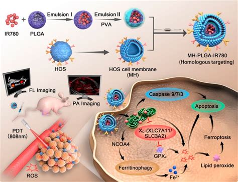 Frontiers Plga Based Drug Delivery Systems In Treating Bone Tumors