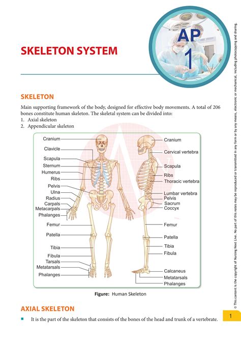 Solution A P Skeletal System Studypool