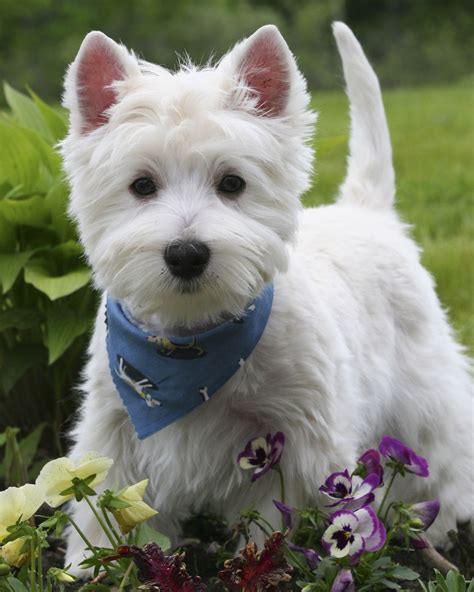 31 Hypoallergenic Dog Breeds for Allergy Sufferers