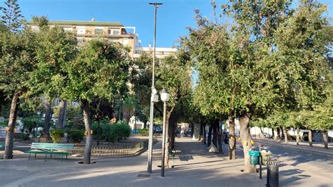 Trani Proseguono I Trattamenti Endoterapici Sui Lecci Di Piazza Della