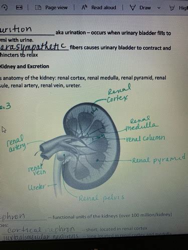 Lab Exam Ch 16 Urinary System Flashcards Quizlet