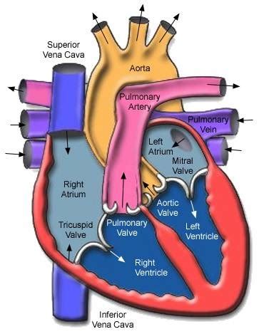 6 Fundamentals Lecture Cardiovascular And Peripheral Vascular