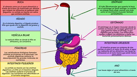 El Diagrama Del Sistema Digestivo Actividades Del Sistema Digestivo