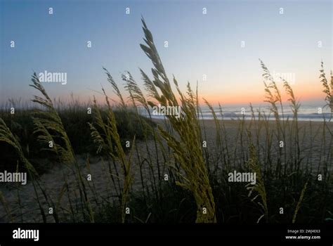 Sunrise Sea Oats And Grasses Grow On Sand Dunes Of The Outer Banks