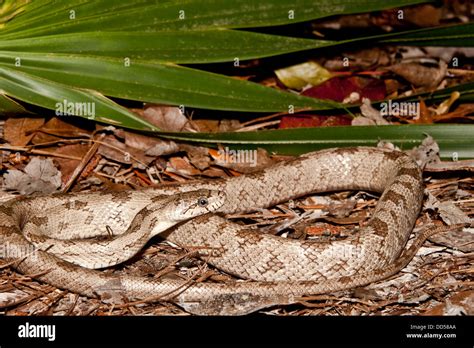 Gray Rat Snake Stock Photo Alamy