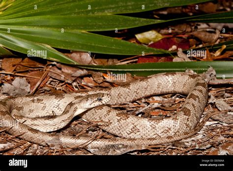 Gray Rat Snake Stock Photo Alamy