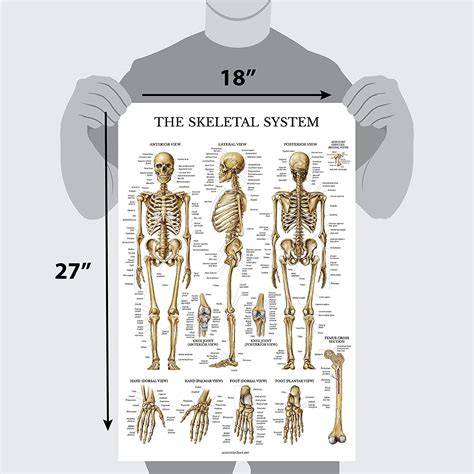 Pack Anatomical Poster Set Anatomy Posters 50904 The Best Porn Website