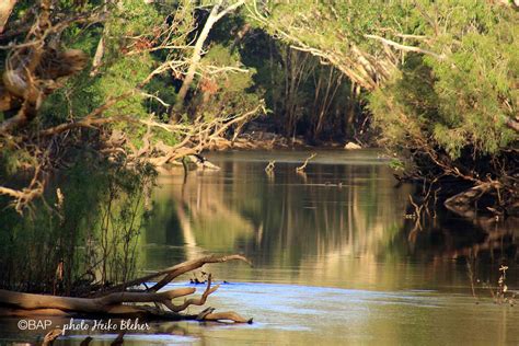 Wenlock River Australia Bap