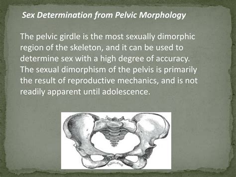 PPT Sex Determination From Human Skeletal Remains Skull Pelvis Sternum PowerPoint