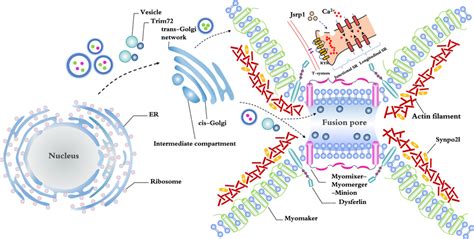 Tentative Model Of Myomaker And Myomixermyomergerminion Function On