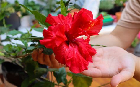 How To Propagate Hibiscus From Cuttings With Photos