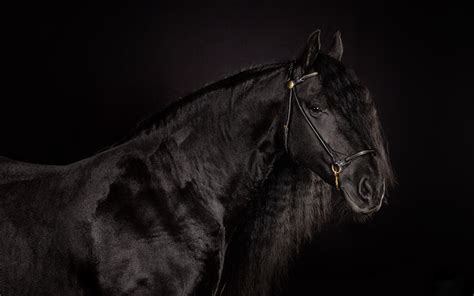 Dark Horse Wallpaper - WallpaperSafari