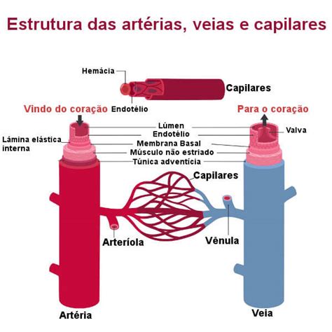 Vasos sanguíneos o que são tipos função estrutura