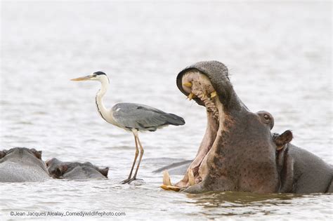 9 Funny Animal Photos That Will Make Your Day Better Popular Science