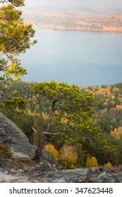 Dwarf Pine Tree Growing Out Rock Stock Photo Shutterstock