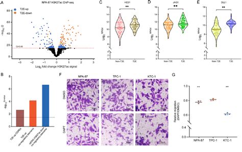 Figure From The Role Of T E Mediated Cbf Rbp J Signaling In