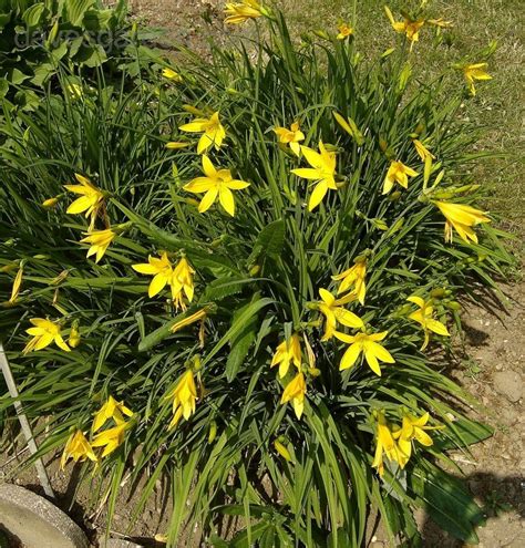 Plantfiles Pictures Species Daylily Citron Daylily Hemerocallis