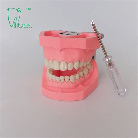 Dental Teeth Model Tribest Dental