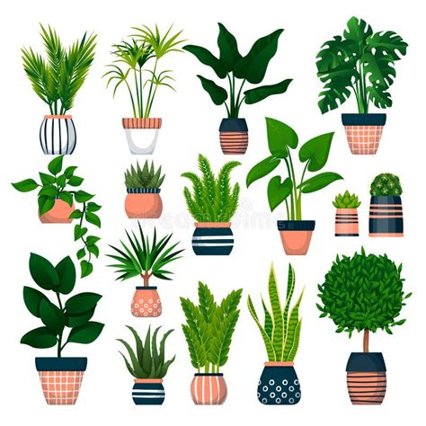 Home Plants In Pots Isolated On White Background Vector Flat Cartoon