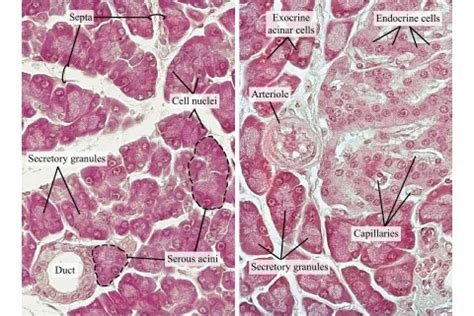 Exocrine Pancreas Histology