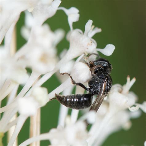 Oxybelus Niger Inaturalist