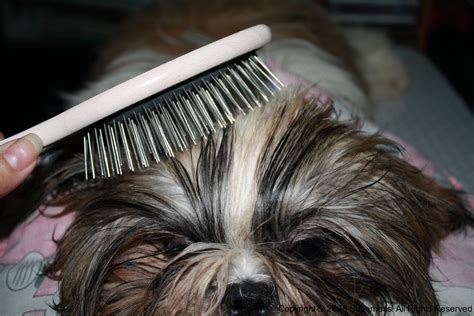 Grooming Your Shih Tzu Puppy : Totally Shih Tzu