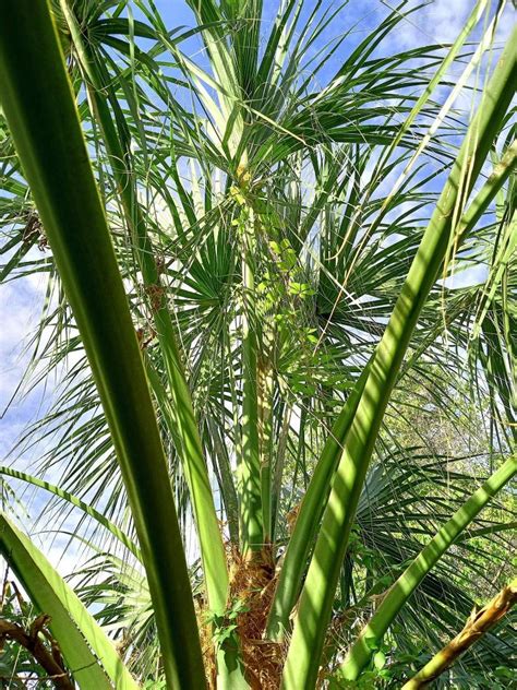 Middle Florida Sabal ID PALMS IN POTS PalmTalk