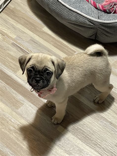 Pug Puppies For Sale Toledo Oh 364390 Petzlover