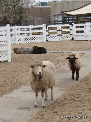 Encountering unique animals at Wichita's Sedgwick County Zoo - The Walking Tourists