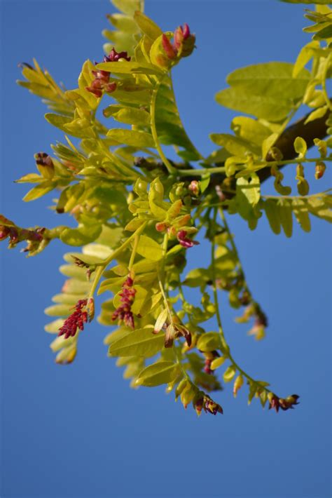 Gleditsia Triacanthos Inermis Sunburst Guillot Bourne