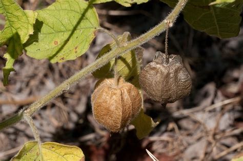 Physalis pubescens (hairy ground-cherry): Go Botany