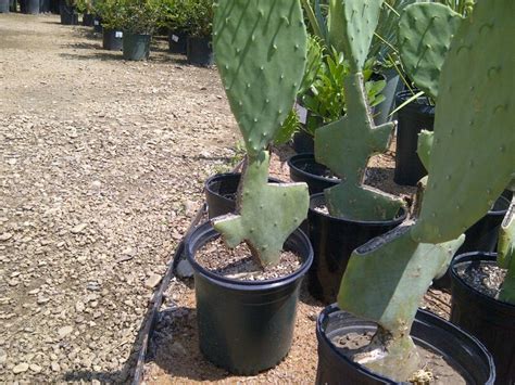 several potted cactus plants in dirt area next to trees