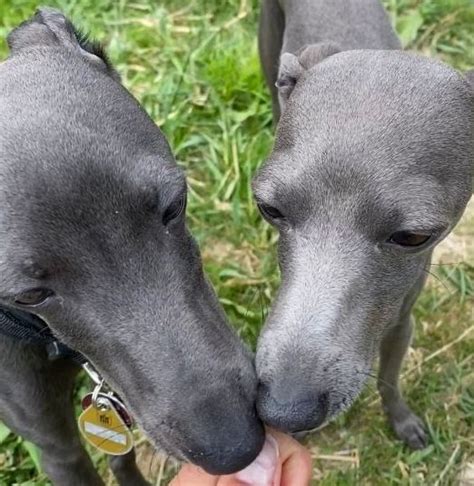 Italian Greyhound Colors: An Overview with the Cutest Photos