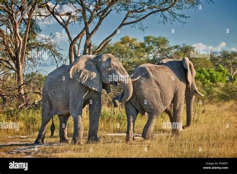 Elephants Backside Hi Res Stock Photography And Images Alamy