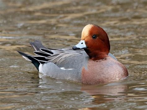 Wigeon Bird Facts (Mareca penelope) | Birdfact