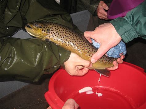 Sustainable Fish Farming Brown Trout Spawning