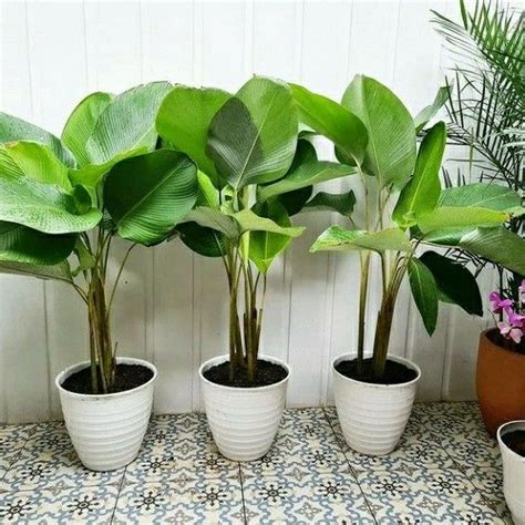 Tanaman Hias Indoor Calathea Lutea Pisang Pisangan Free Pot Putih