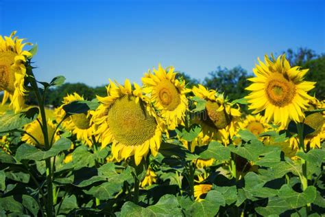 Plantas Grandes Florecientes Del Helianthus Annuus De Los Girasoles En