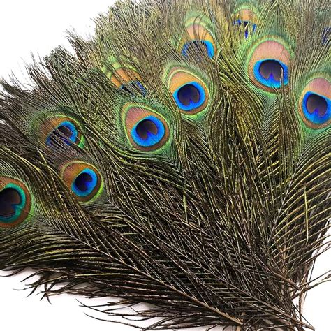 Astonishing Compilation Of Full 4K Peacock Images Over 999 Exquisite