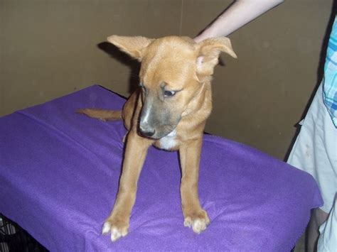 Available For Adoption Salley Is A Female Dog Shepherd Located At