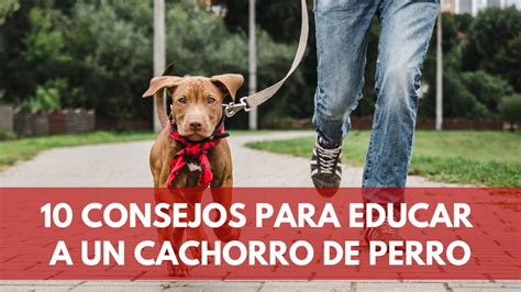 C Mo Educar A Un Perro Cachorro Trucos Terr Nea Youtube