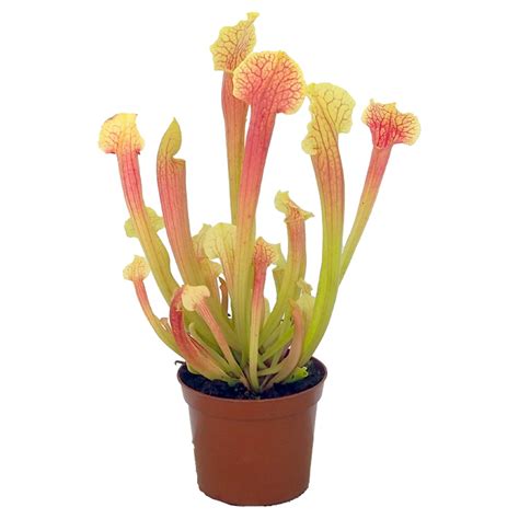 Sarracenia 'Smoorii' | Primrose Trading