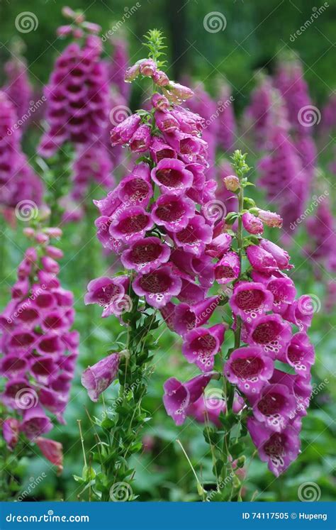 Foxglove Flowers Royalty-Free Stock Photography | CartoonDealer.com #47188997