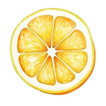 Watercolor Citrus Lemon Slice Juicy Fruits Watercolor Lemon Png