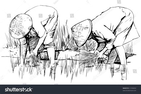 Vector Illustration Of An Hand Drawing Two Women Harvesting Rice In Asia 31394053 Shutterstock