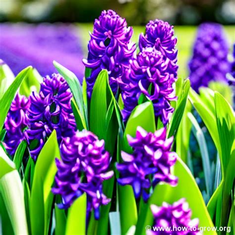 Best Hyacinths For Zone B Gardens Expert Recommendations