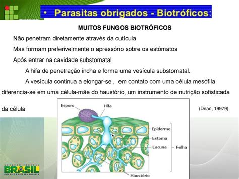 Etiologia E Classifica O Ppt Carregar