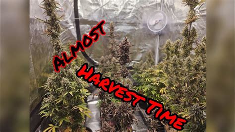 New Autoflower Strains Almost Time To Harvest Youtube