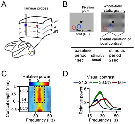 Figures And Data In A Quantitative Theory Of Gamma Synchronization In